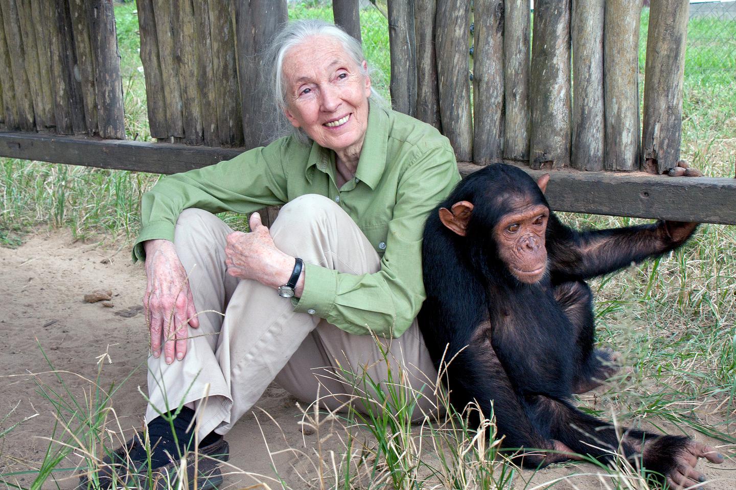 Jane Goodall with Motambo, an orphan at the Jane Goodall Institute's Tchimpounga Chimpanzee Rehabilitation Center in Pointe Noire, Republic of Congo. - image source: cpr.org