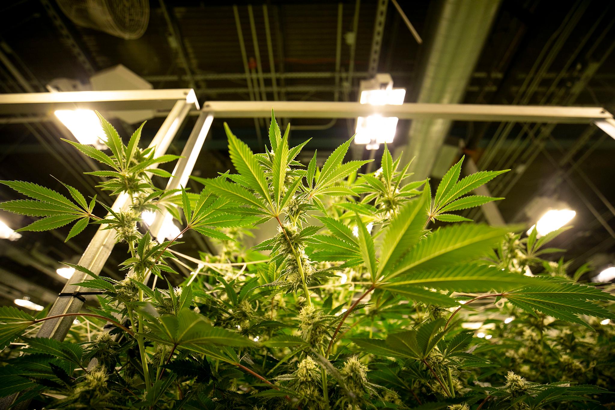 Good Chemistry Nurseries' grow facility