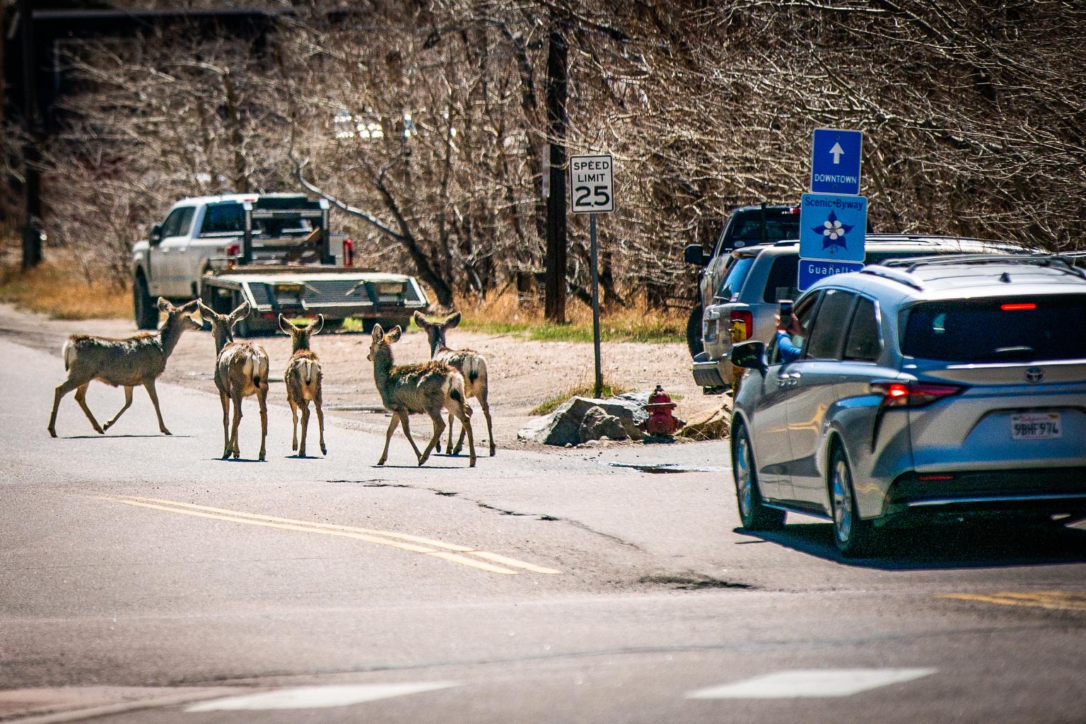 Mule Deer Cross Argentine Street in Georgetown