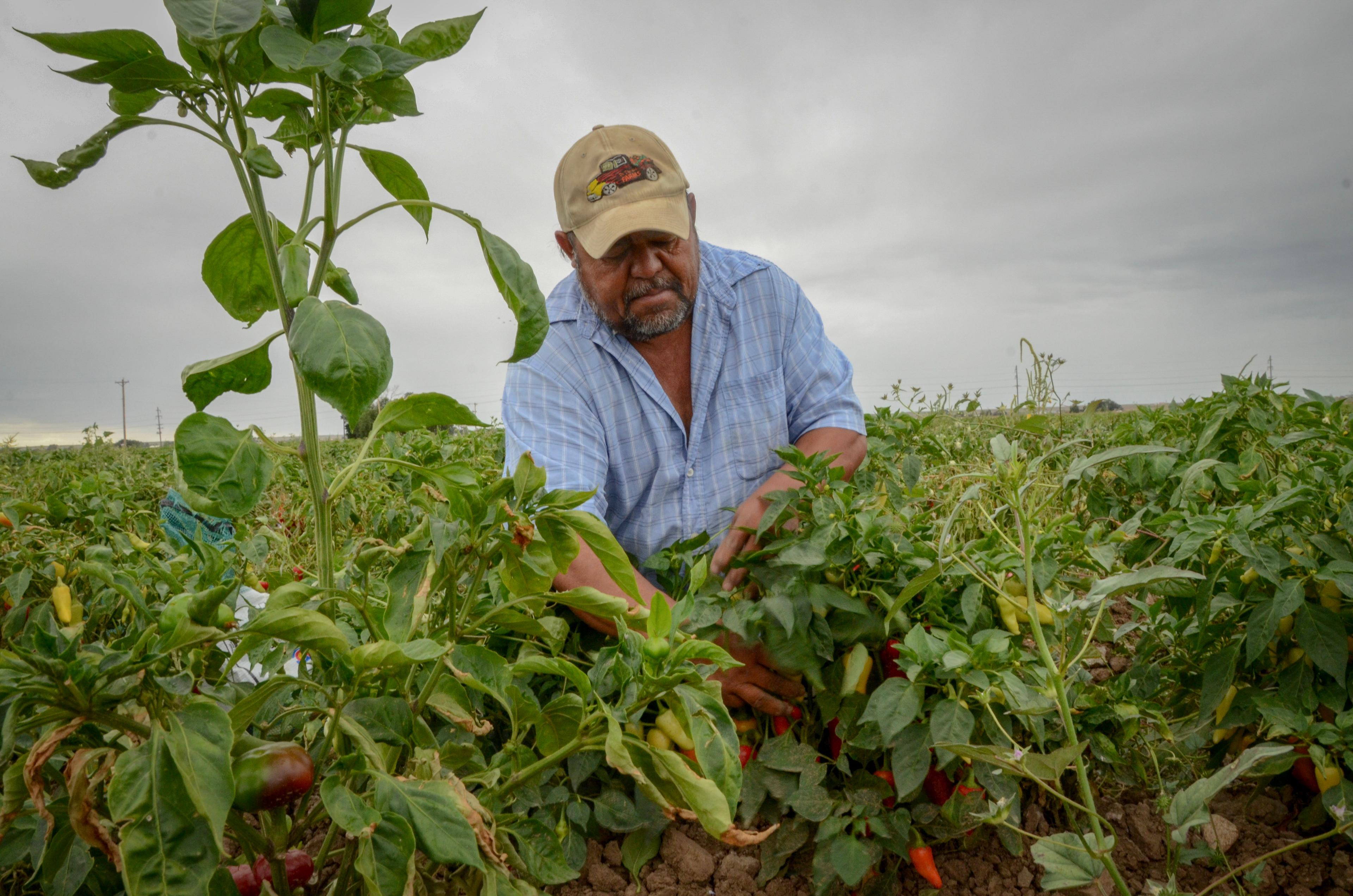 Victor Garcia Calvillo picks chile at the DiTomaso Farms in Pueblo, Colo., Sept. 20, 2018.