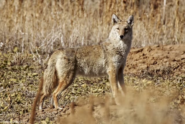 A coyote stands in a field facing the camera