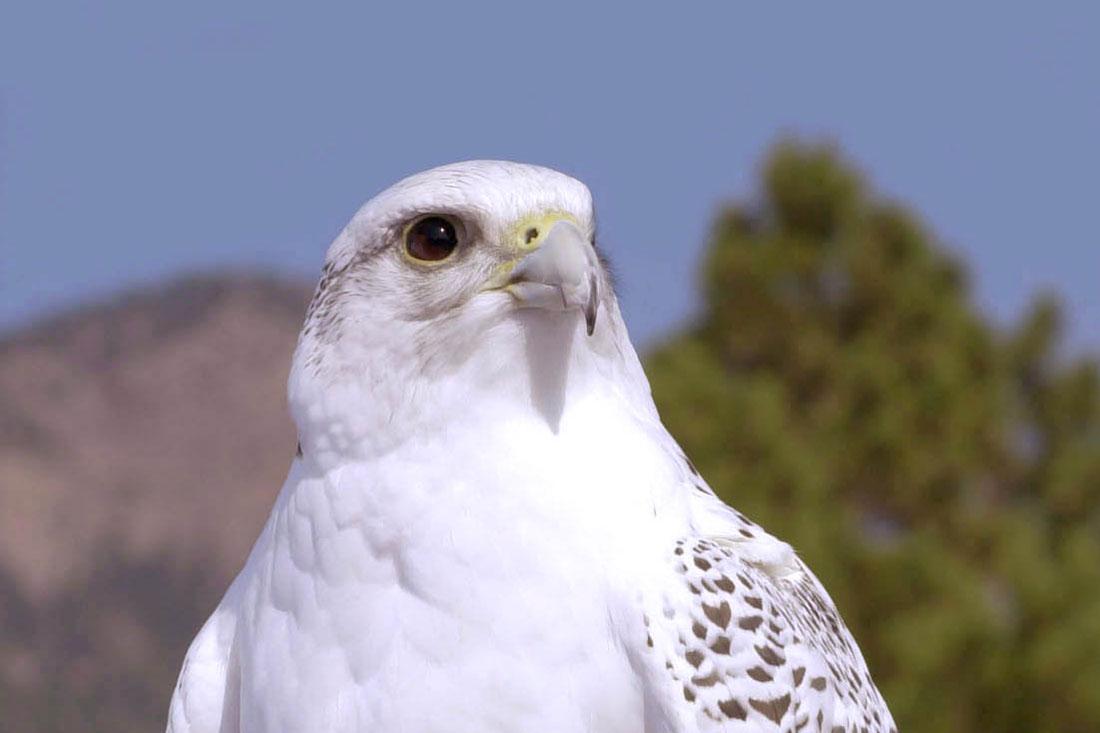 Photo: Air Force Academy Mascot | Aurora Gyrfalcon - Courtesy