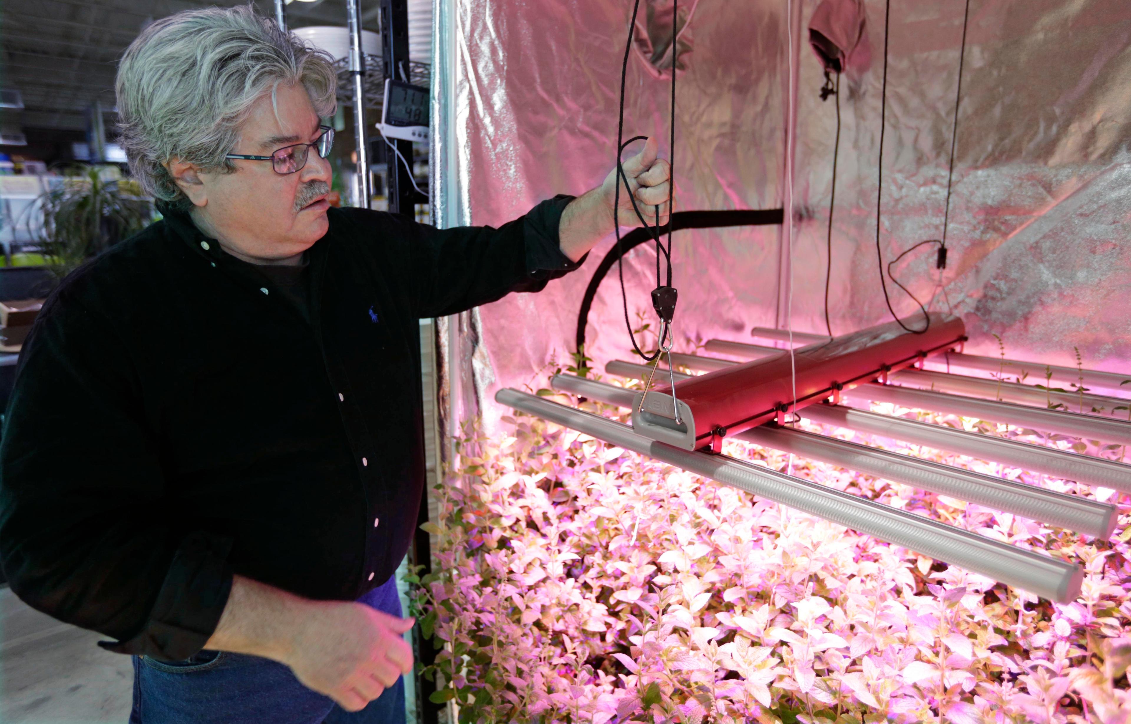 Photo: Indoor grower (AP Photo)