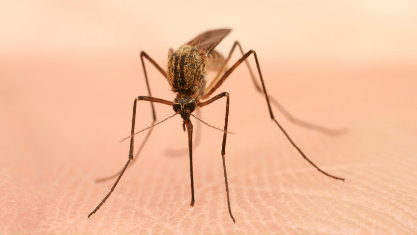 Photo: West Nile (iStock)