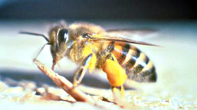 Photo: Africanized honey bee