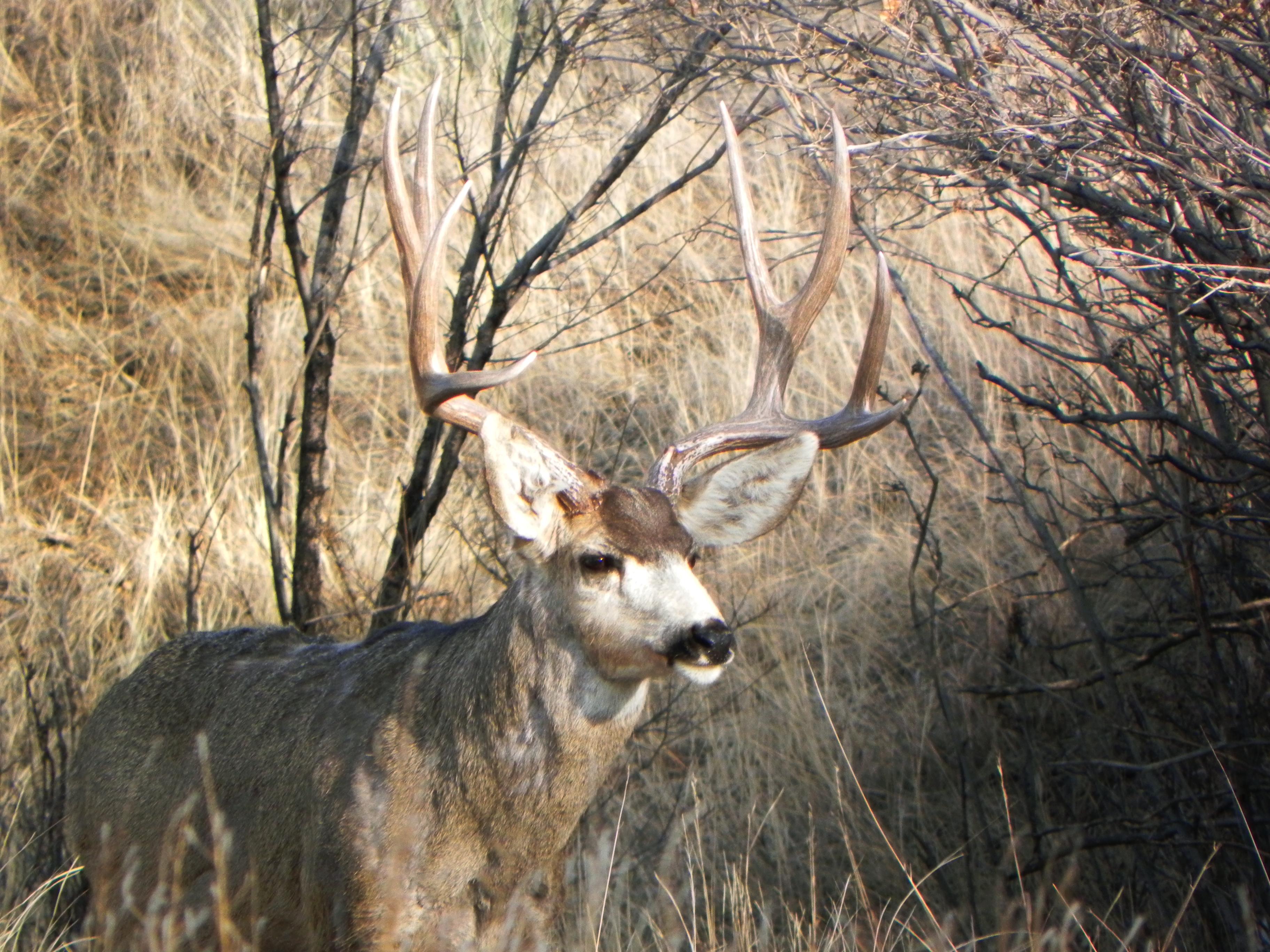 Photo: Mule deer in Colorado