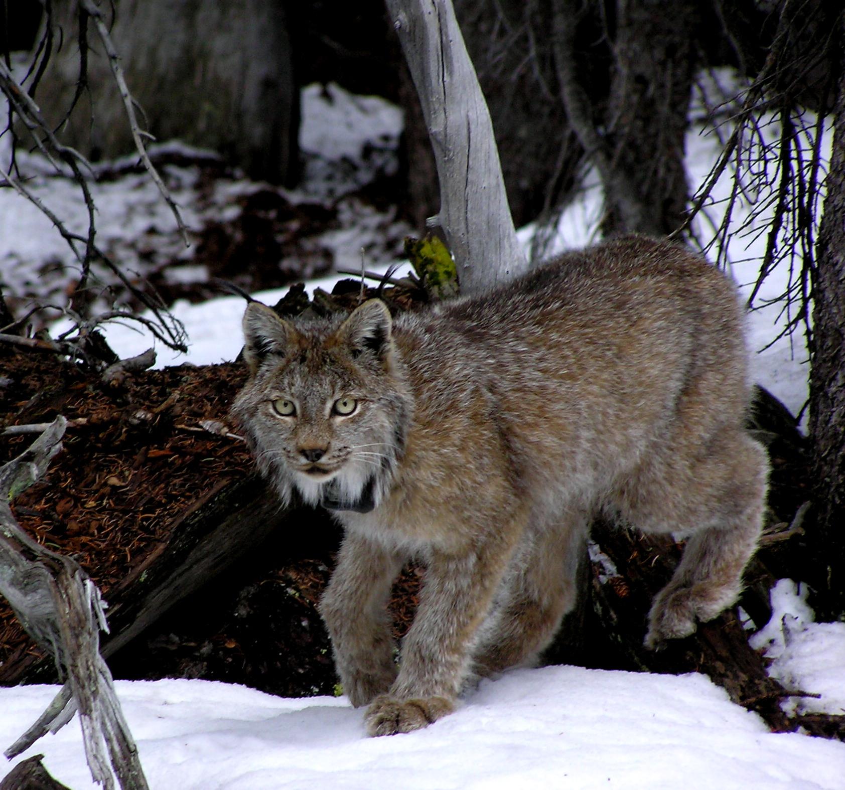 Photo: Lynx