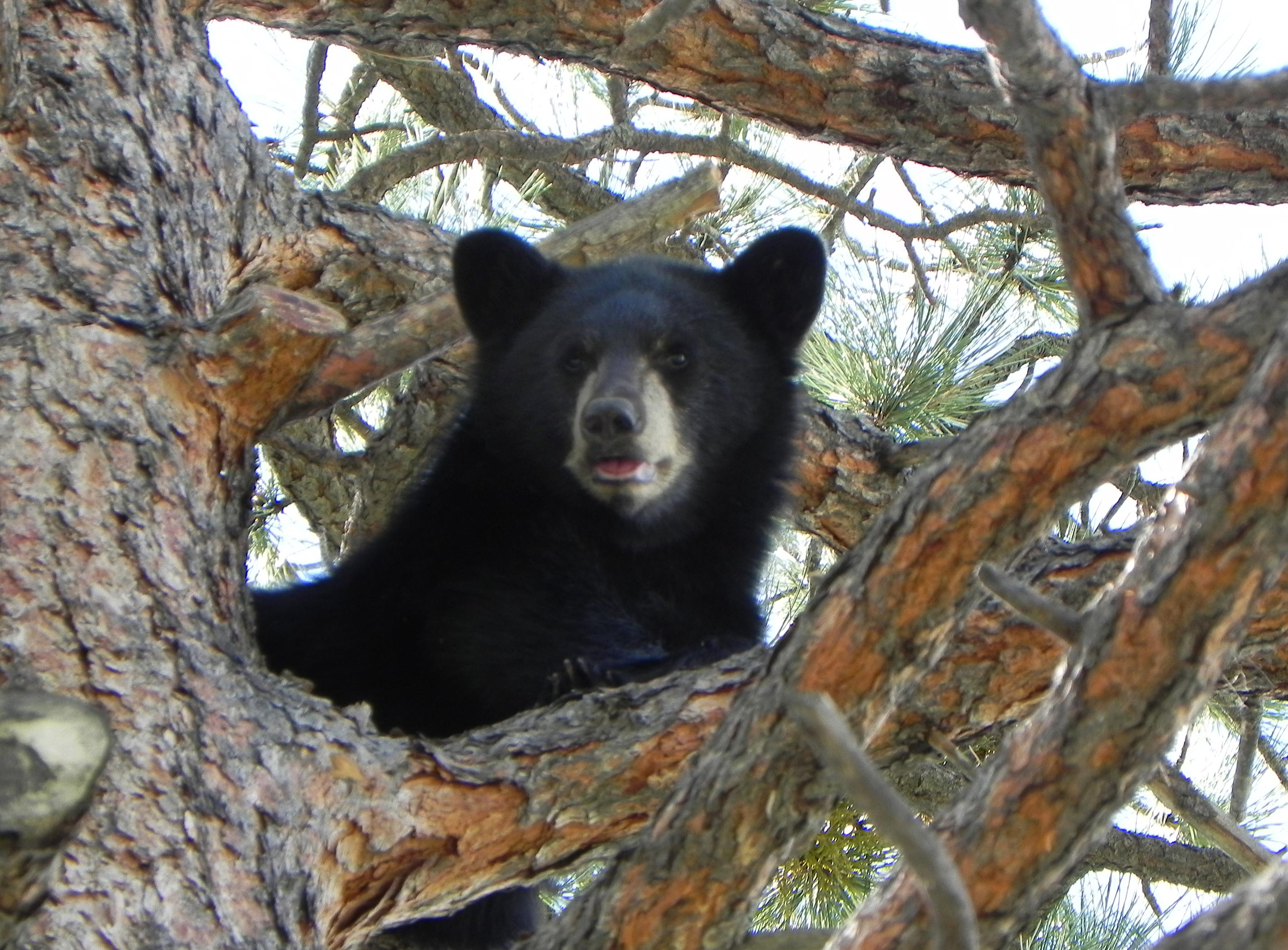 Photo: Black bear in tree