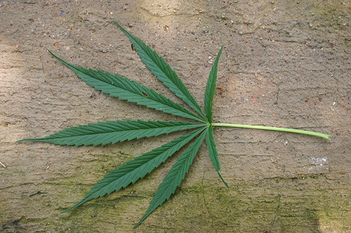 Photo: Marijuana leaf (overused. please avoid this one) (file)