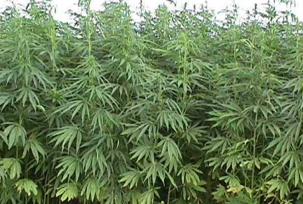 Wannabee Hemp Farmers Run into Roadblocks