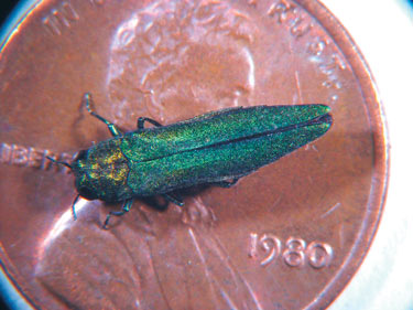 Photo: Adult Emerald Ash Borer on a penny