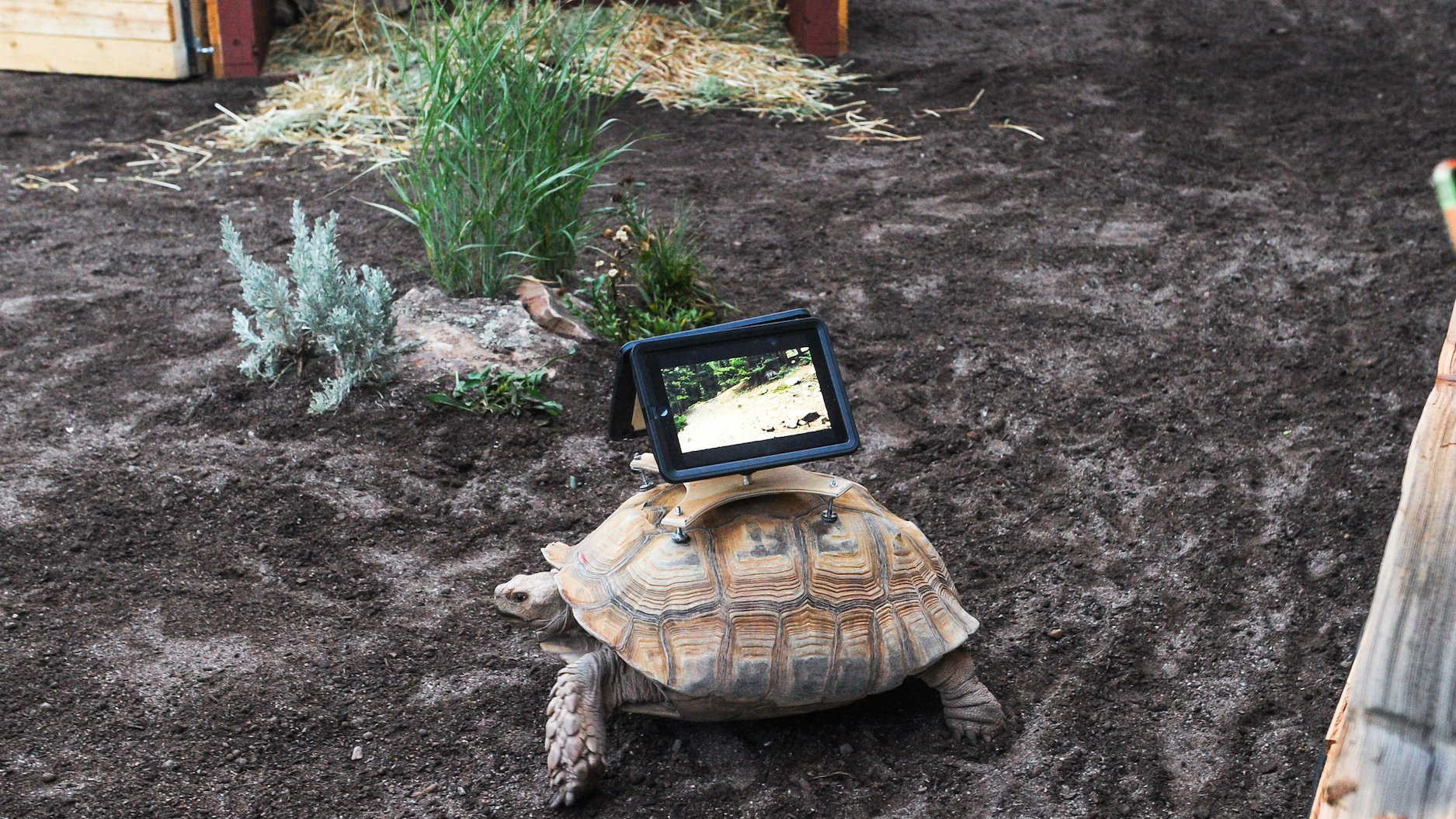 Photo: Tortoise&#039;s mounted with iPads at Aspen Art Museum