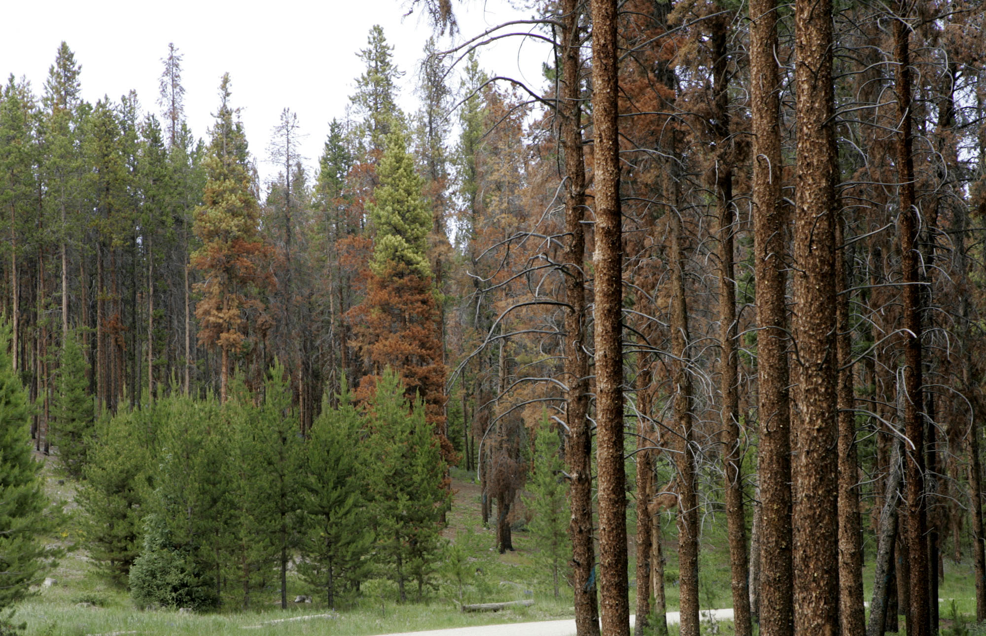 Photo: Pine Beetle kill (AP Photo)