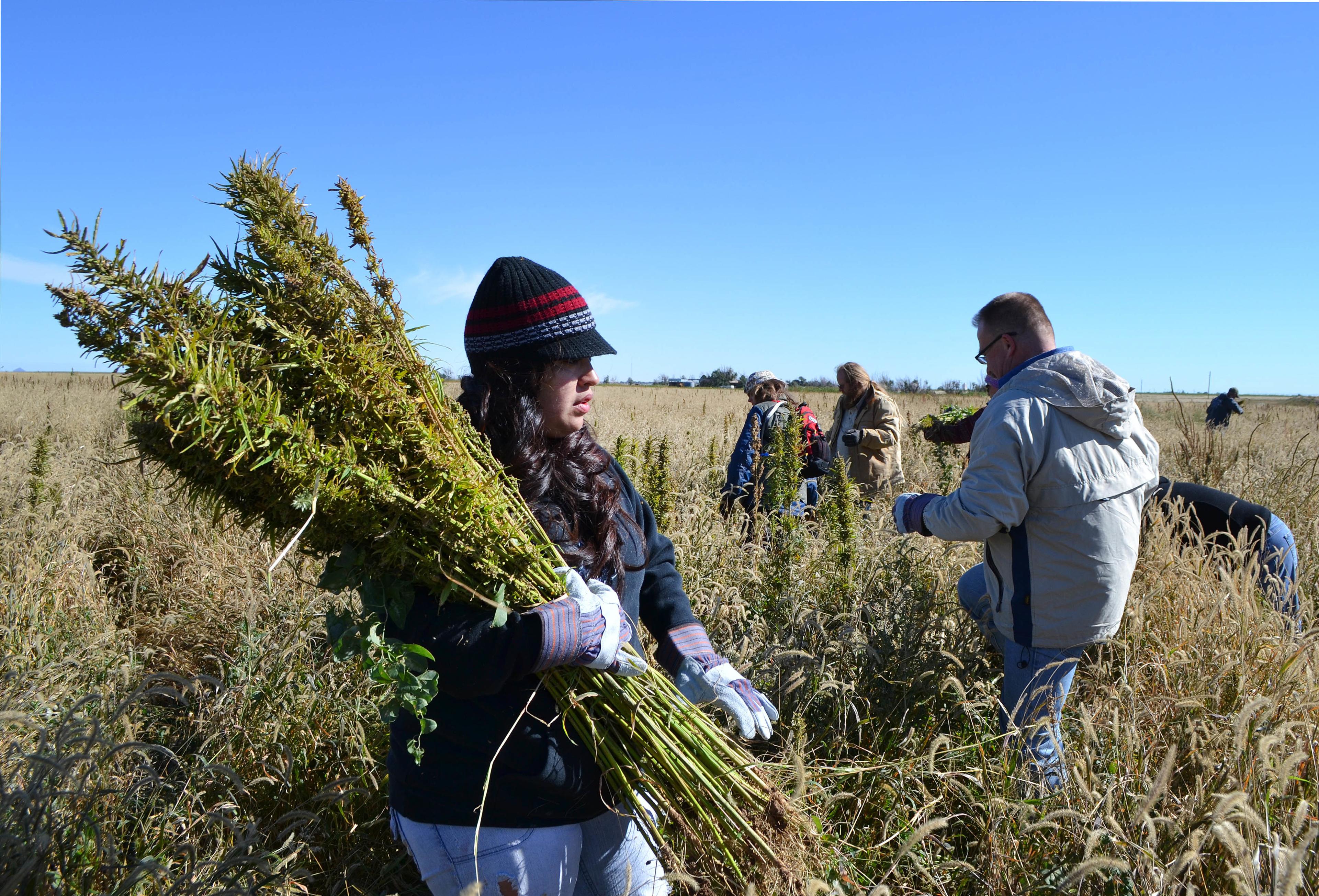 Hemp Seed