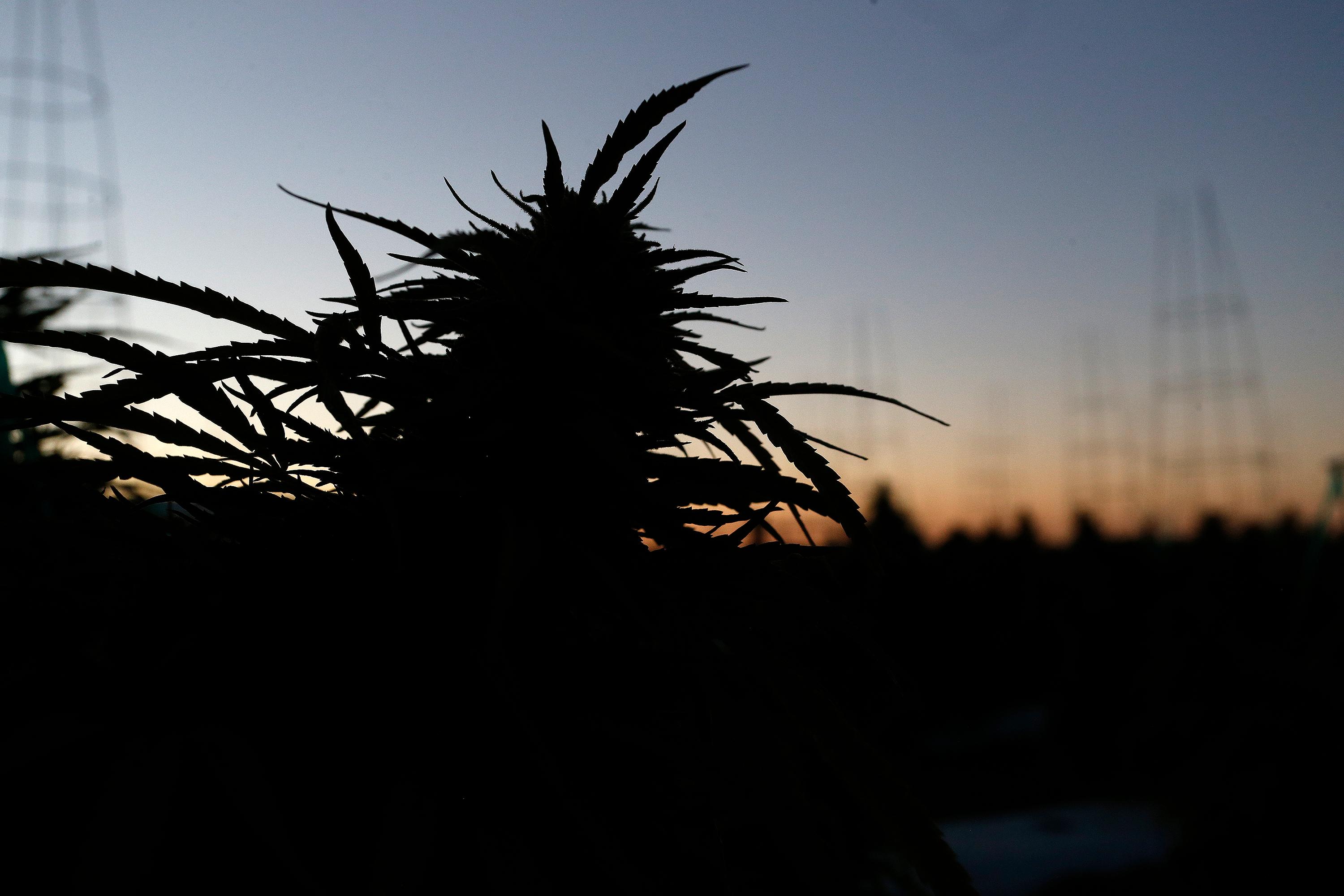 Photo: marijuana plant