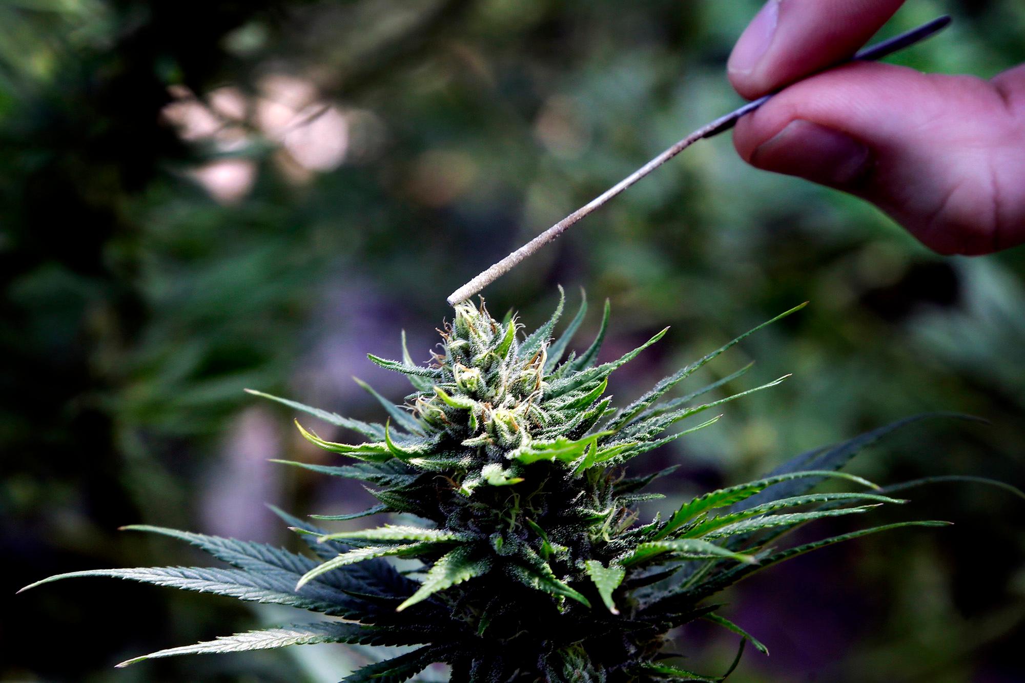 Marijuana to Hemp CBD Boom
