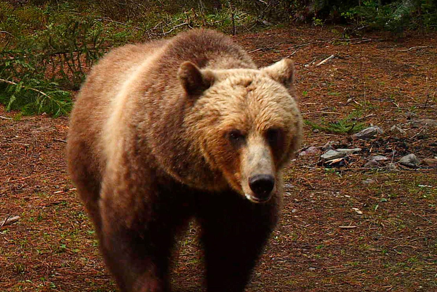 Grizzly Bears Montana