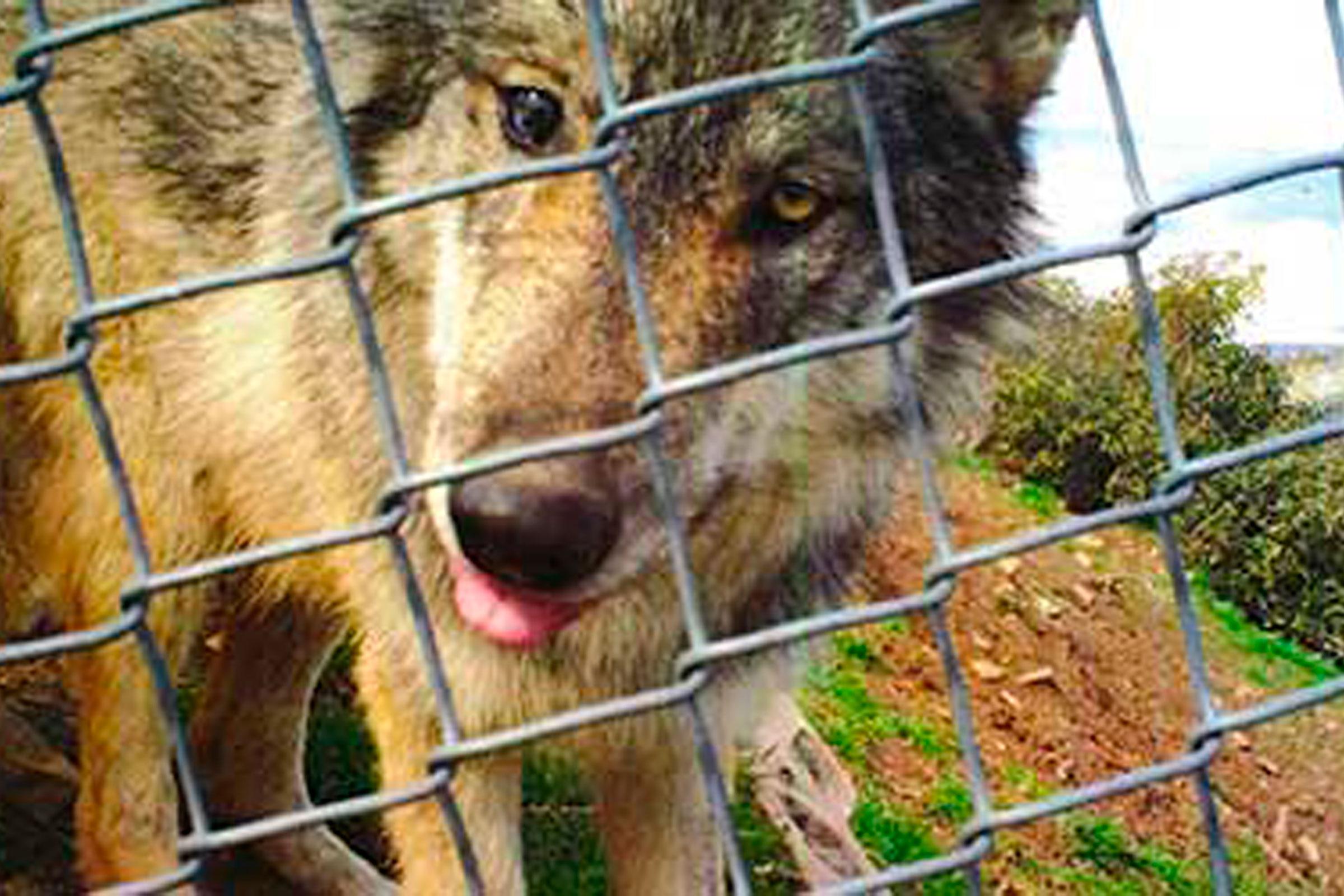 Photo: Mexican Wolf Escape - AP