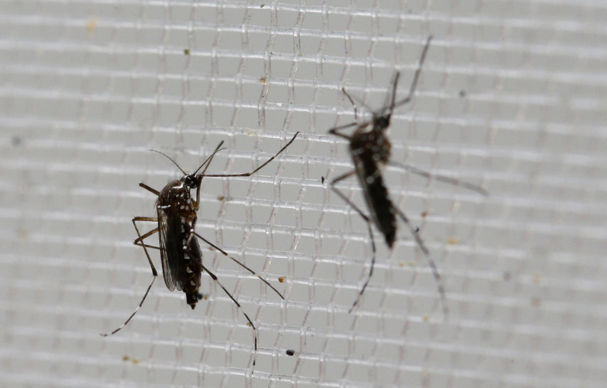 Photo: Aedes aegypti mosquito Zika (AP Photo)