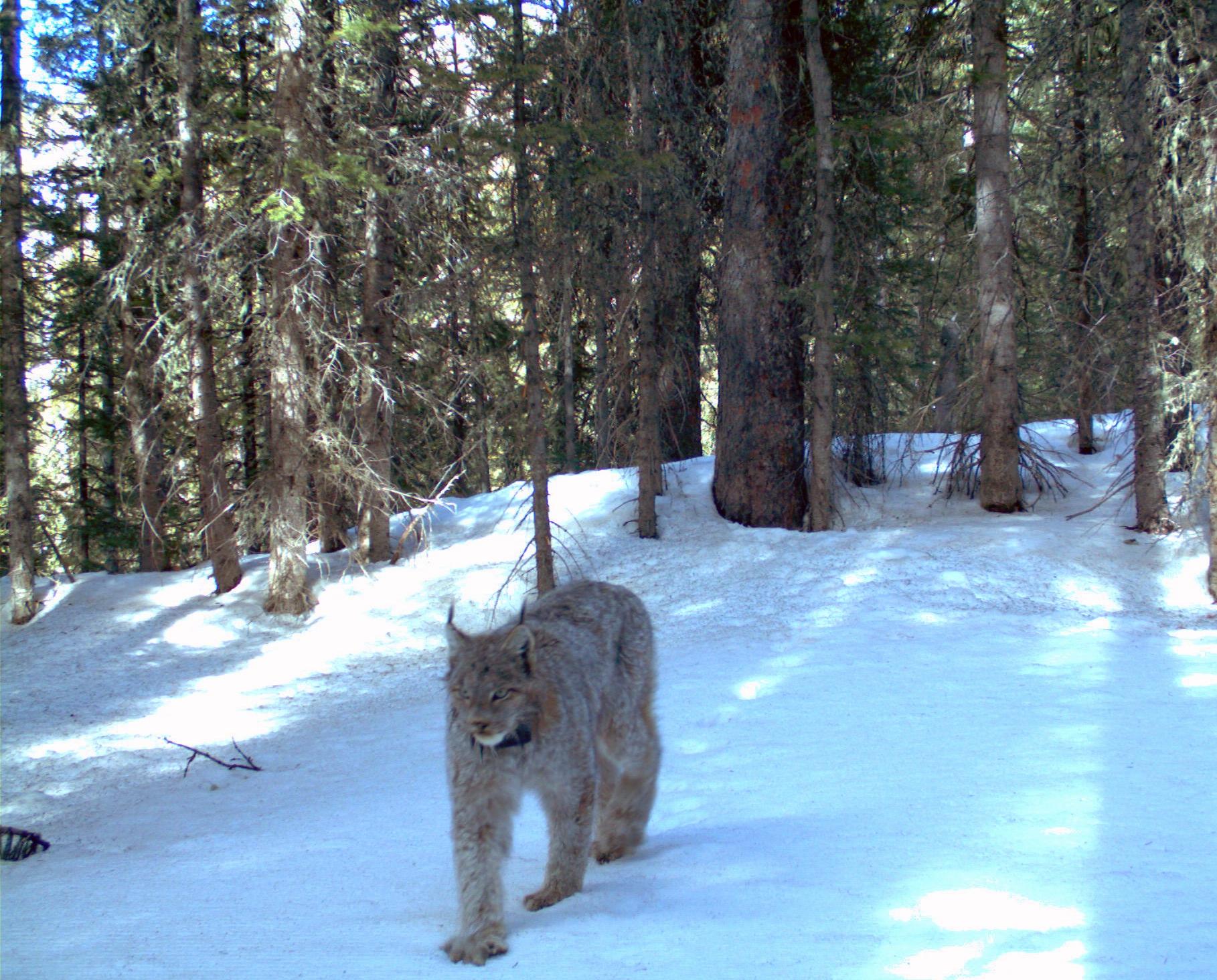 Rare Lynx Photos