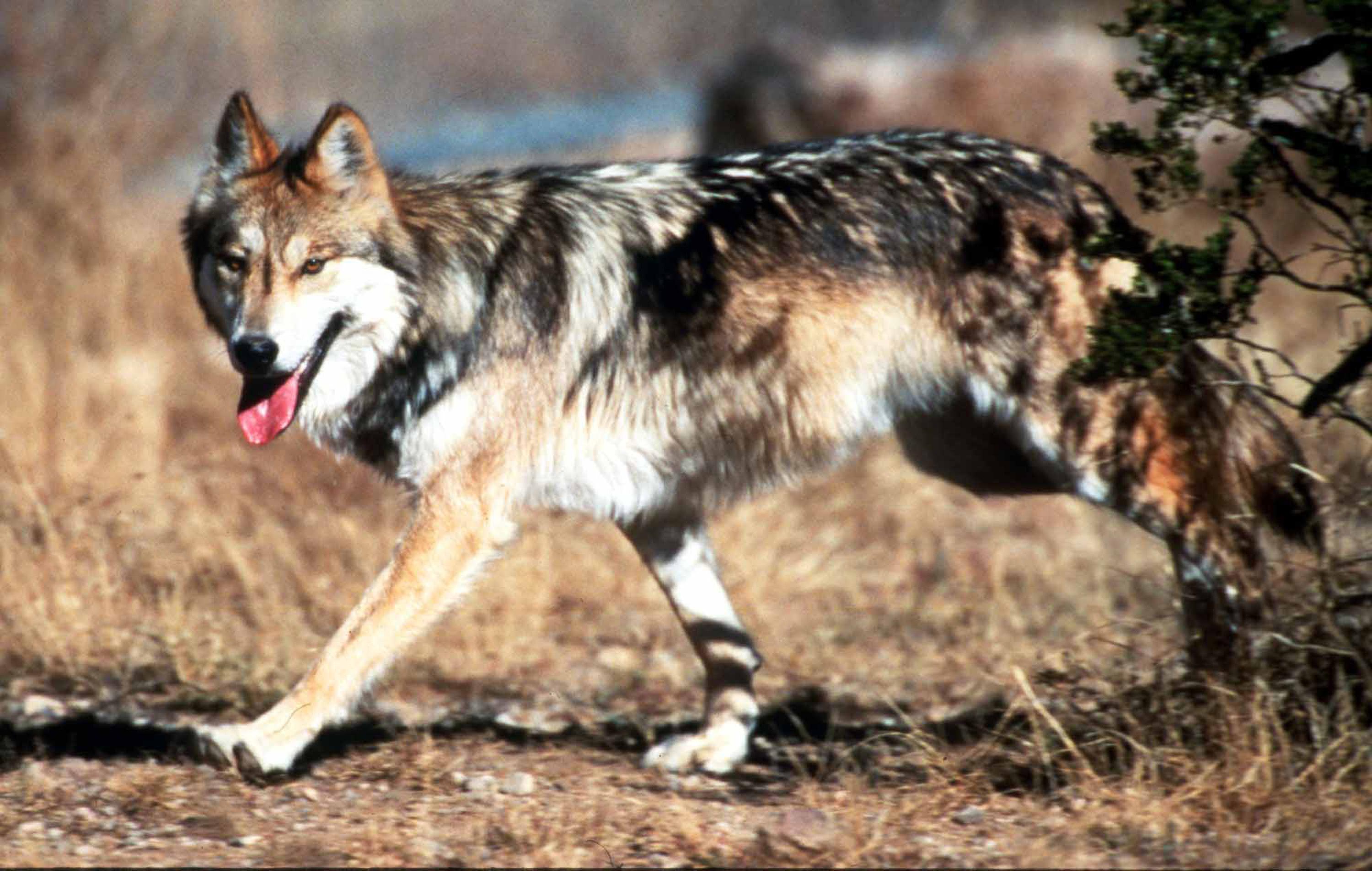 Mexican Gray Wolf