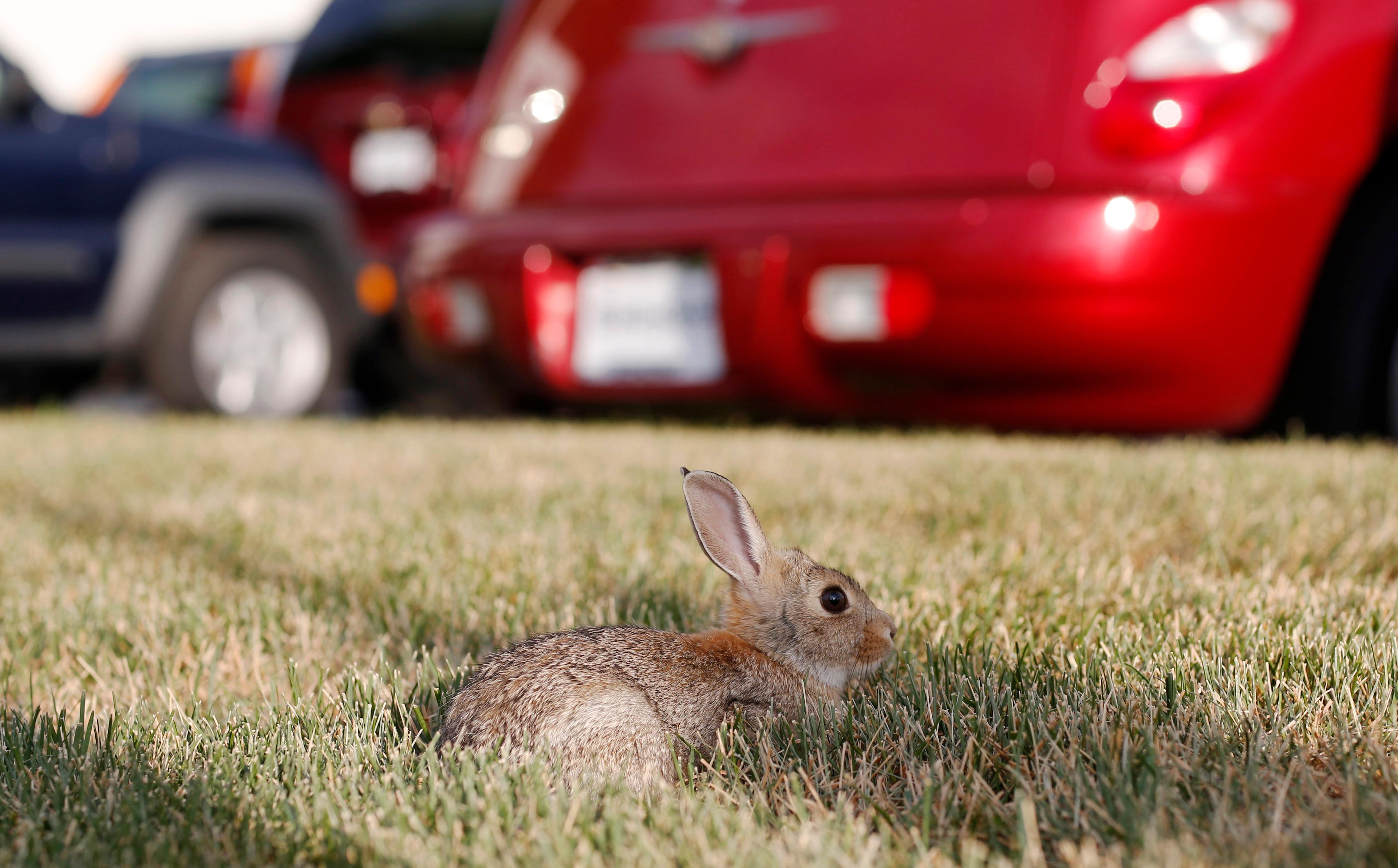 Photo: Rabbit in Littleton (AP Photo)
