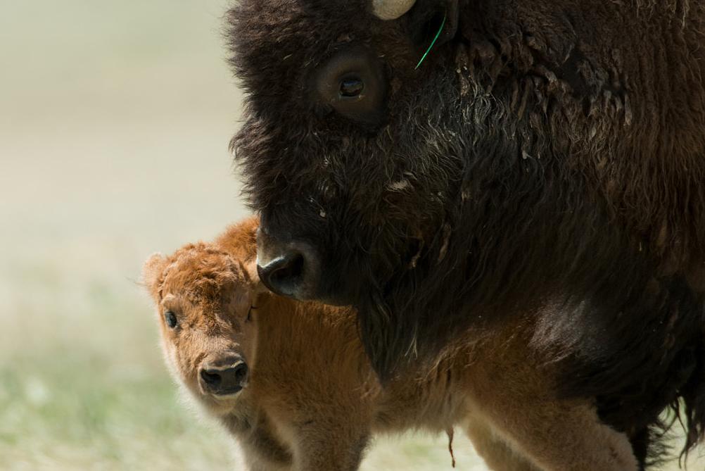 CSU bison baby