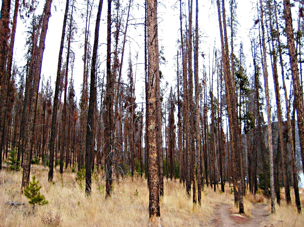 Photo: Beetle-killed trees