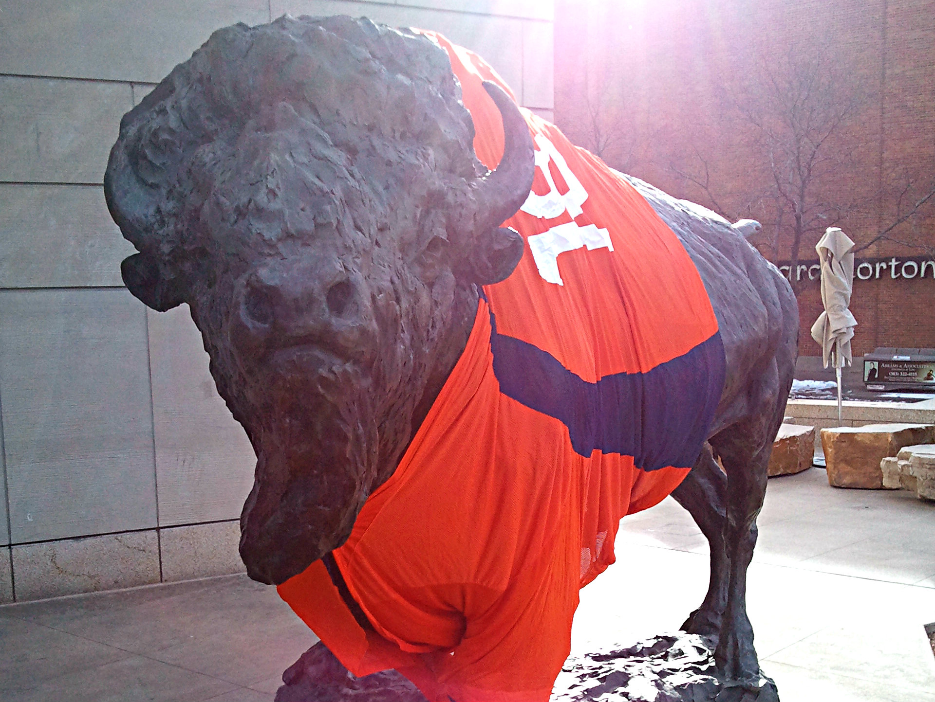 Photo: The bison in front of History Colorado sports a staff-made Broncos jersey