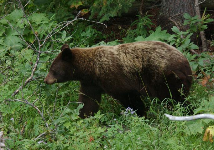 Photo: Colorado black bear 2