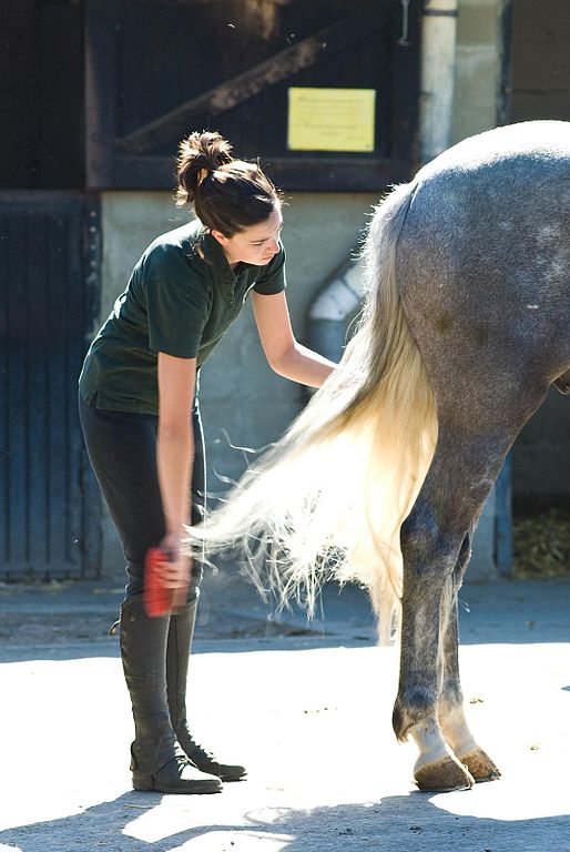 Photo: Brushing a horse's tail