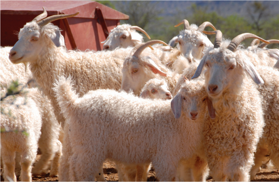 Photo: Angora Goats, Texas