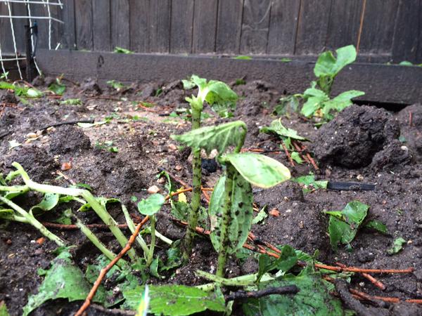 Brandon Rittiman garden hail damage