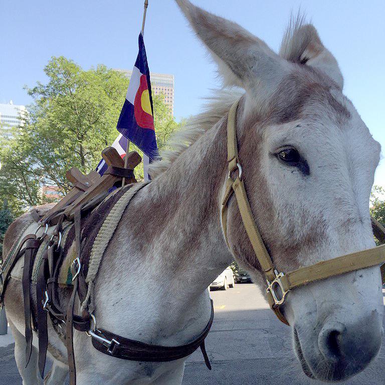 Photo: Colorado Day Burro