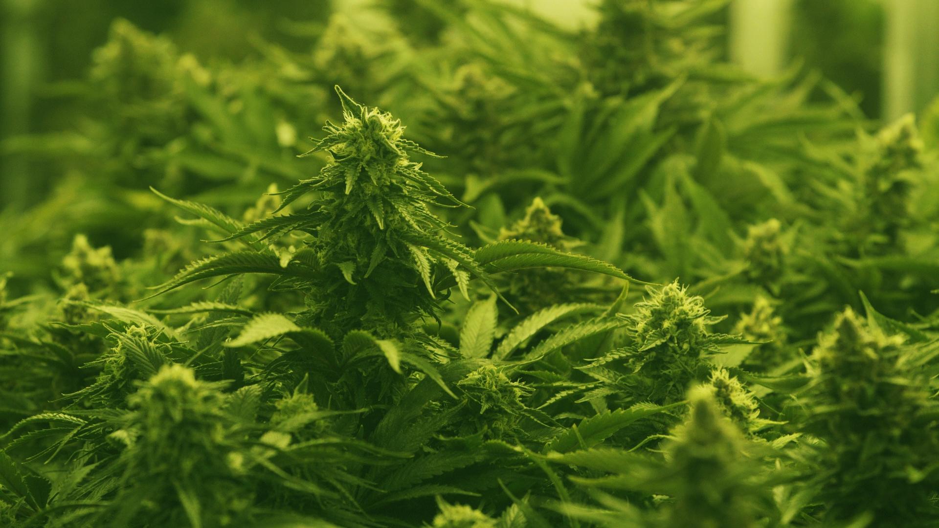 Photo: Marijuana in Colorado 1 Inside the grow operation of Options Medical