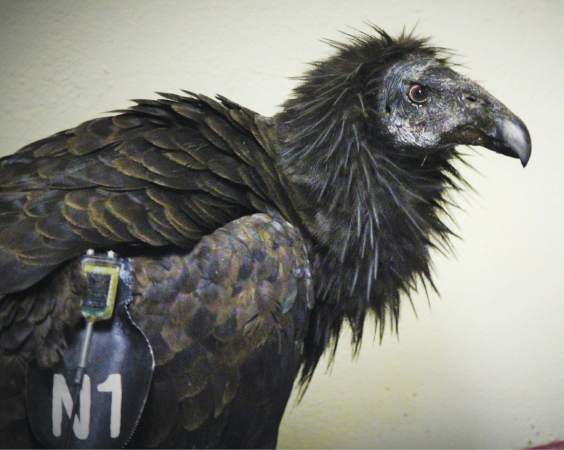 Photo: Condor in Pueblo