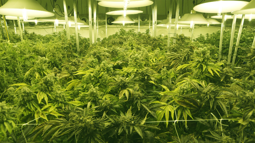Photo: Stock photo of marijuana grow 1