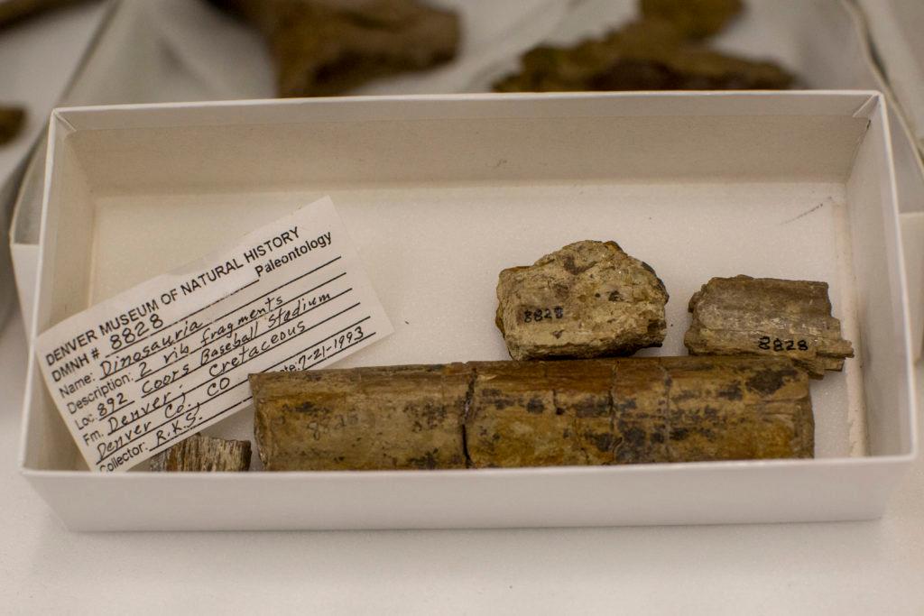 Dinger Bones At Denver Museum Of Nature And Science