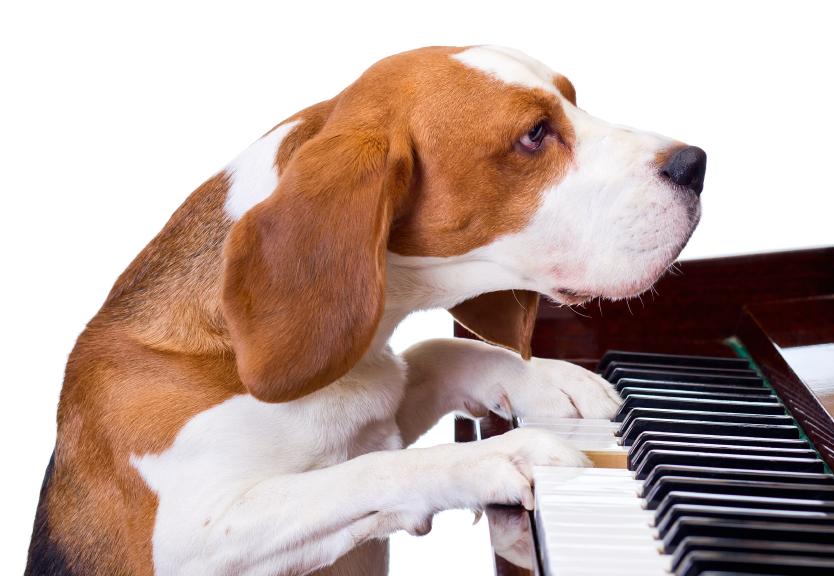 Photo: Dog at Piano