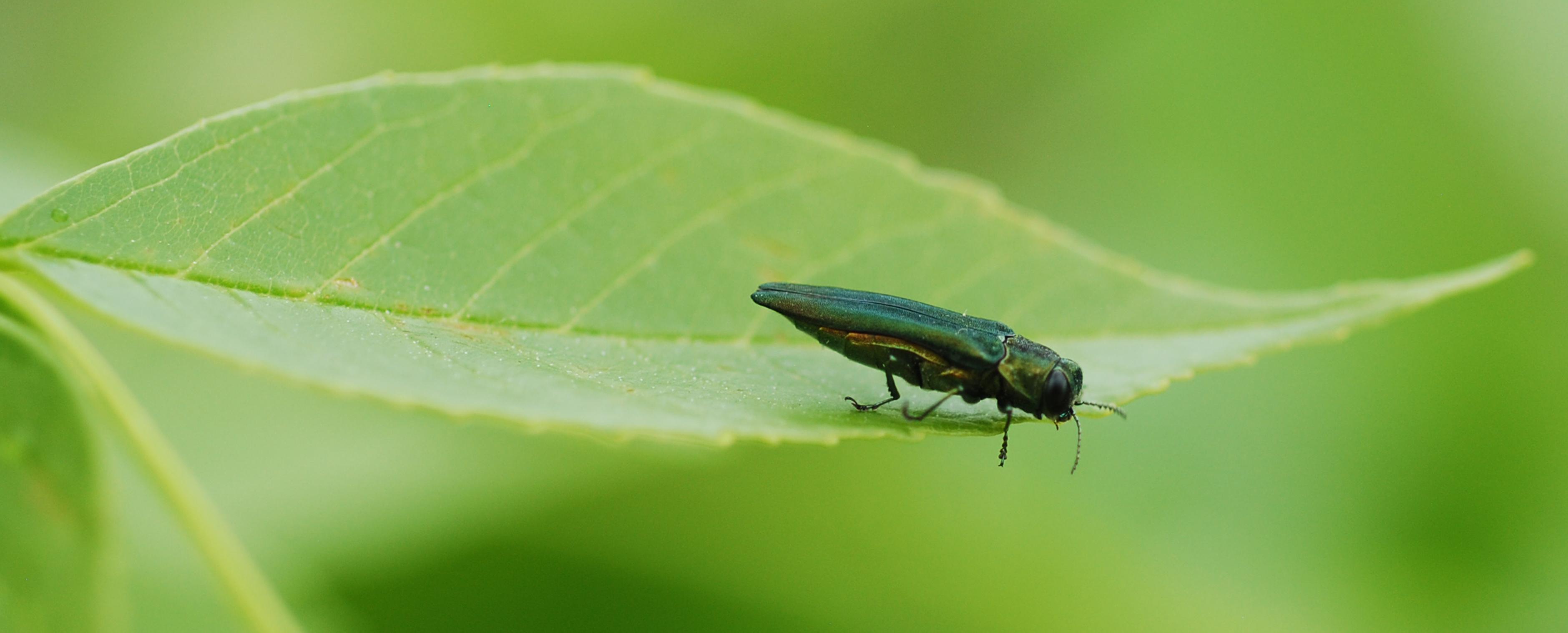 Photo: Emerald ash borer