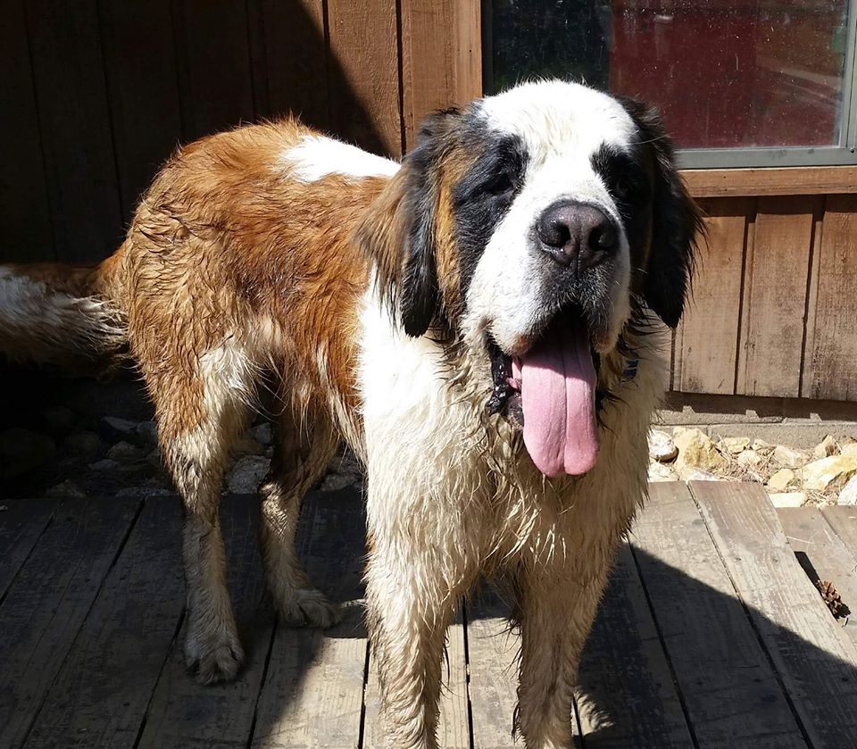 FIREFIGHTER DOG 2