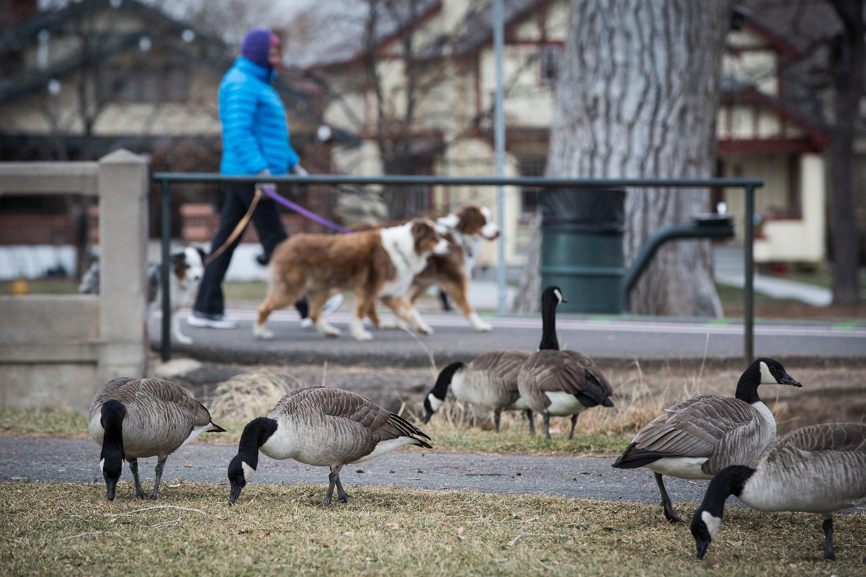 Canada Geese Washington Park