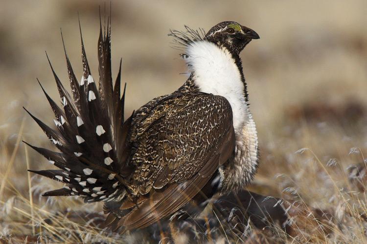 Photo: Greater Sage Grouse