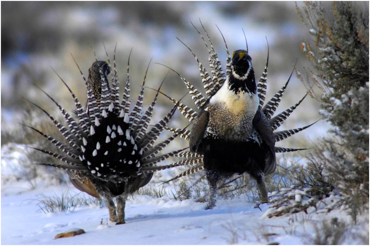 Photo: Two Gunnison sage grouses