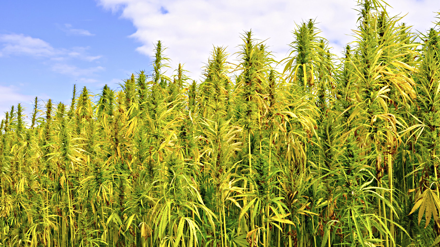 Photo: Hemp field from iStock