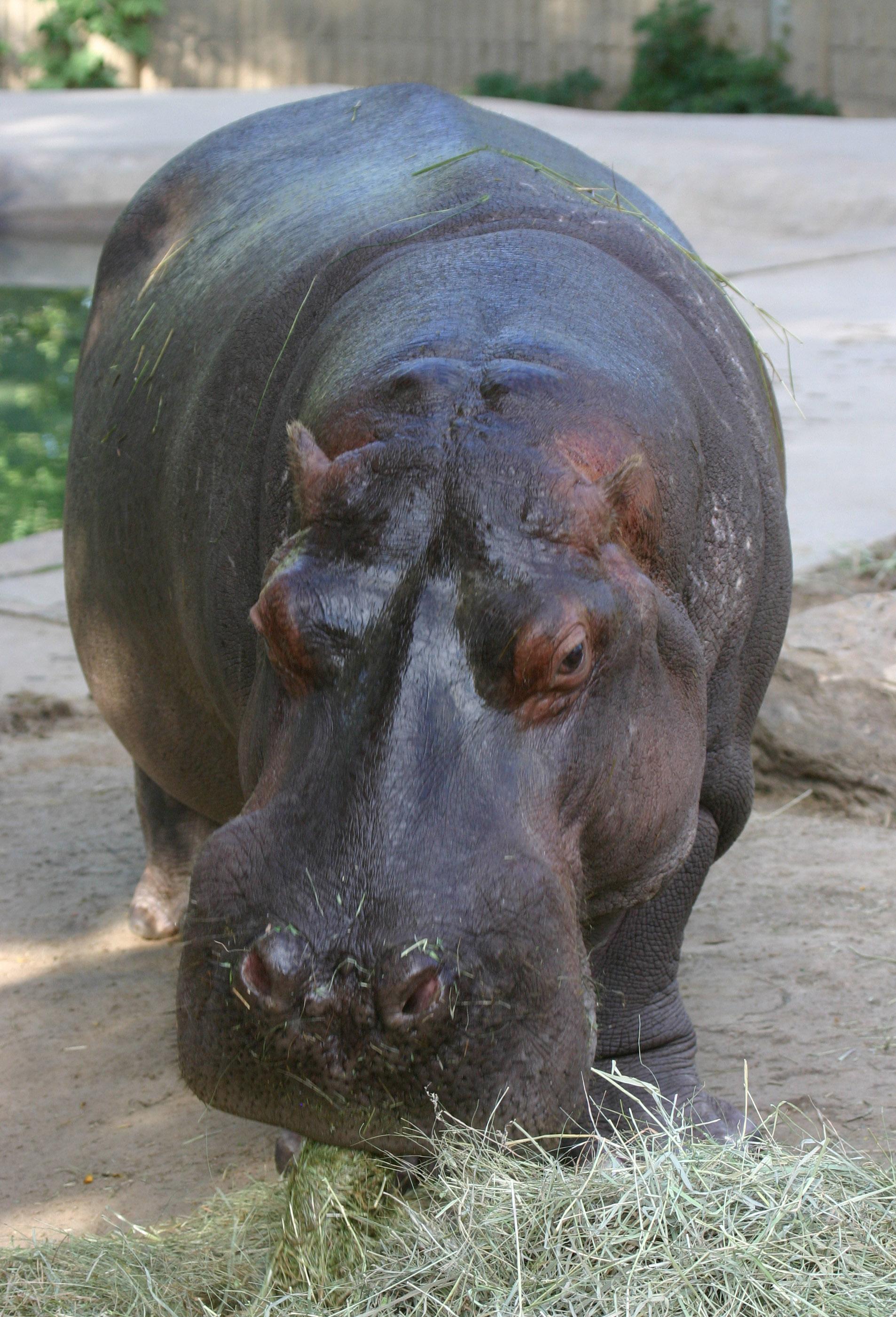 Photo: Bert the hippo