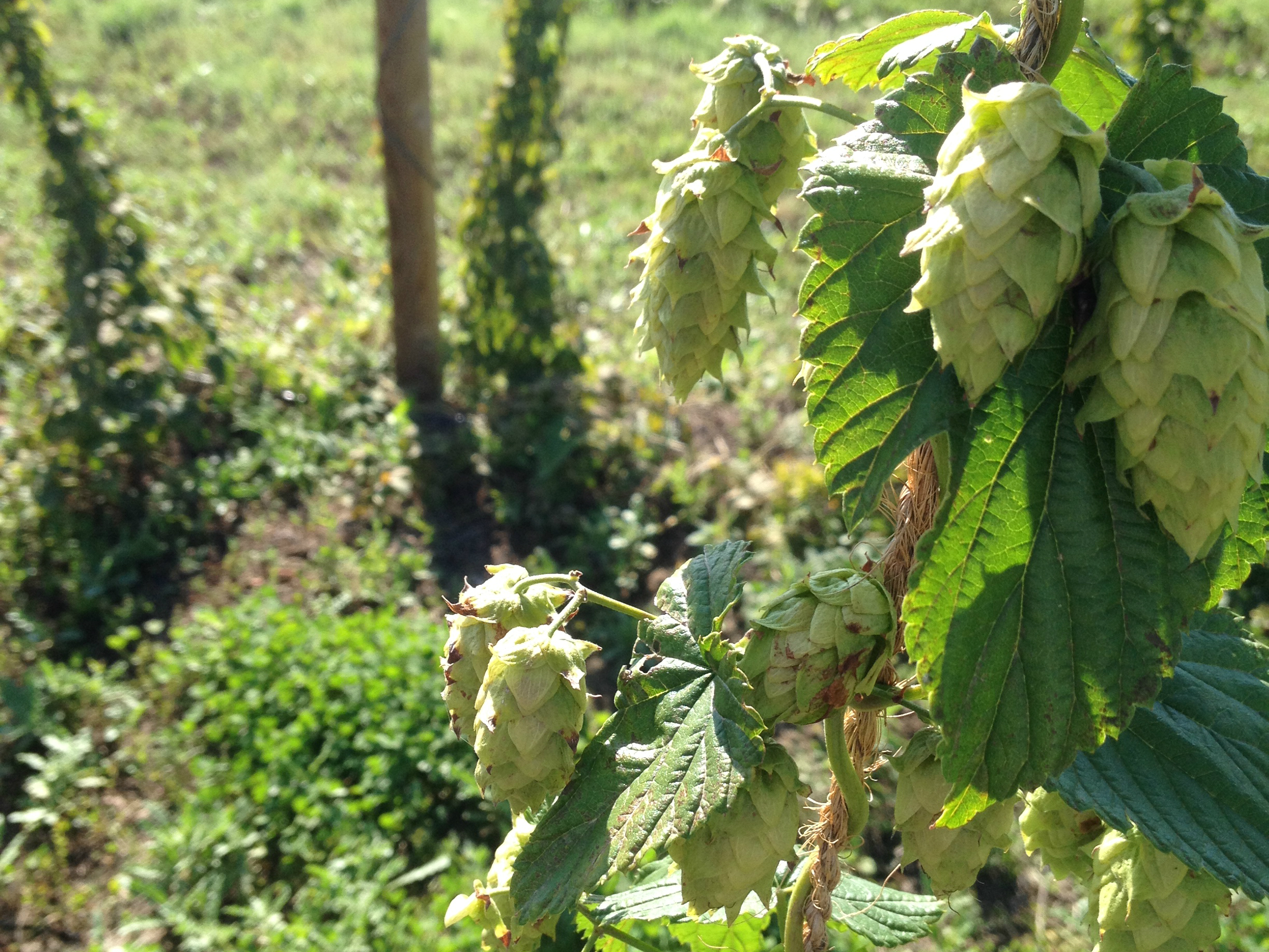 PHOTO: Hops on the Bine