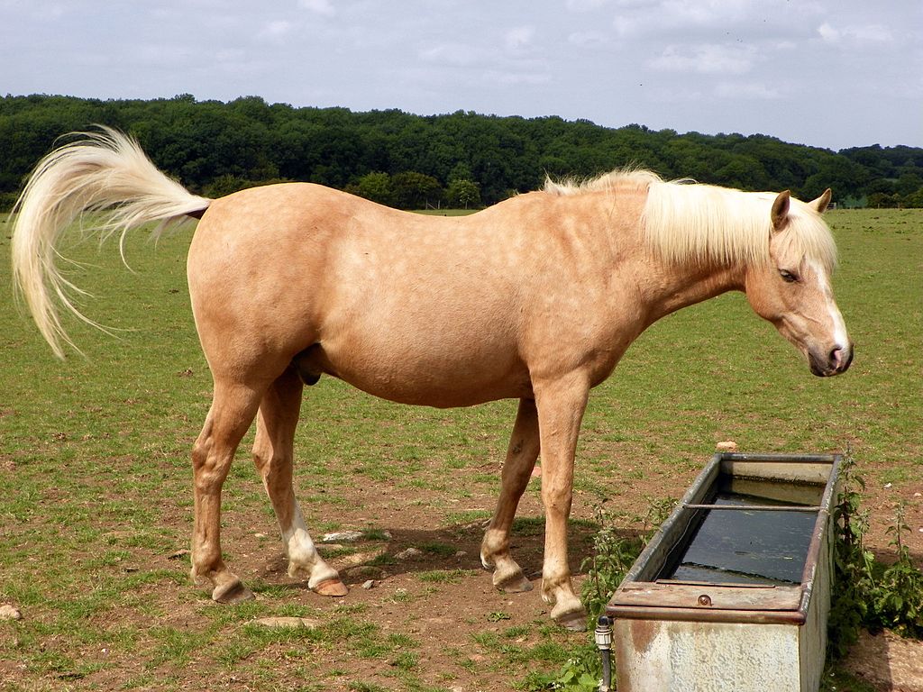 Photo: Horse with swishy tail