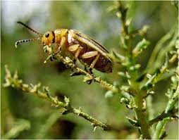 Tamarisk beetle