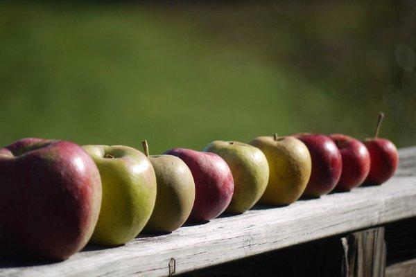 Hard cider apples